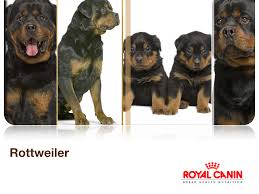 Royal Canin Rottweiler Adult Ротвейлер Royal Canin Rottweiler Adult (Ротвейлер старше 18 месяцев)